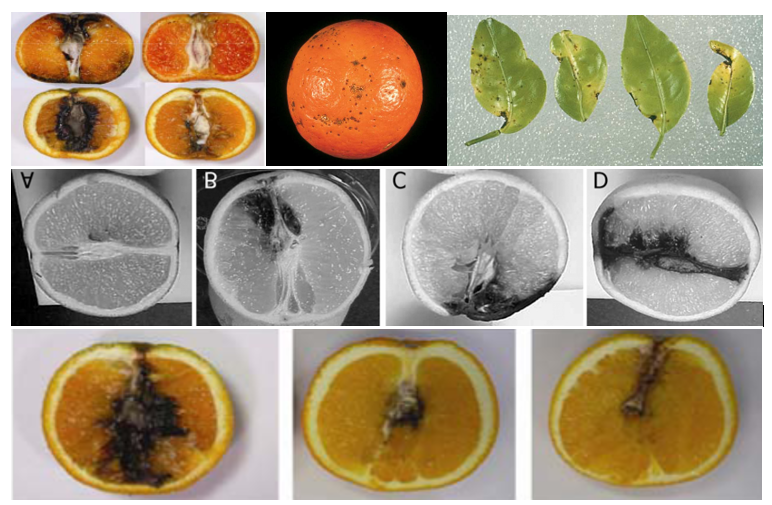 Limonlarda Alternaria Çürüklüğü.png